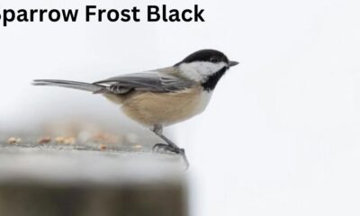 sparrow frost black