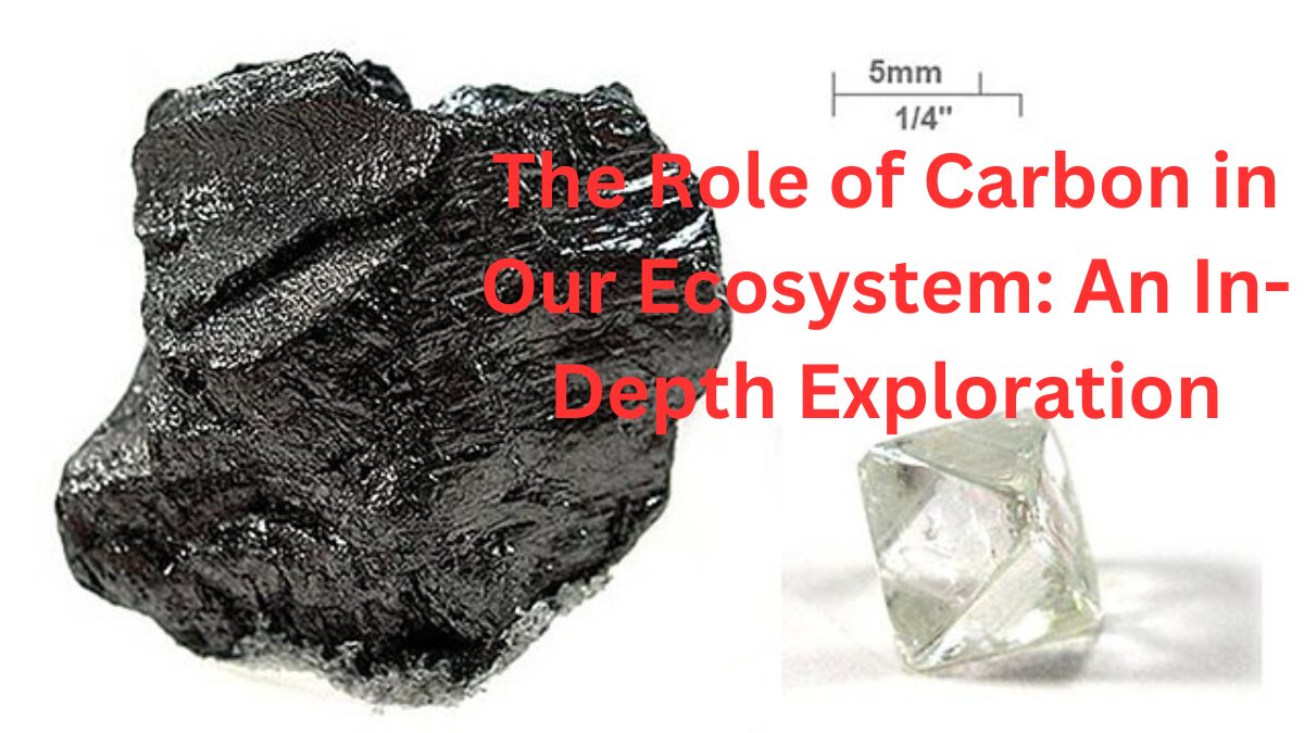 The Role of Carbon in Our Ecosystem: An In-Depth Exploration